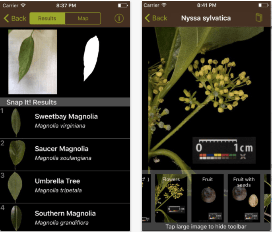 Leafsnap app to identify plants and leaves